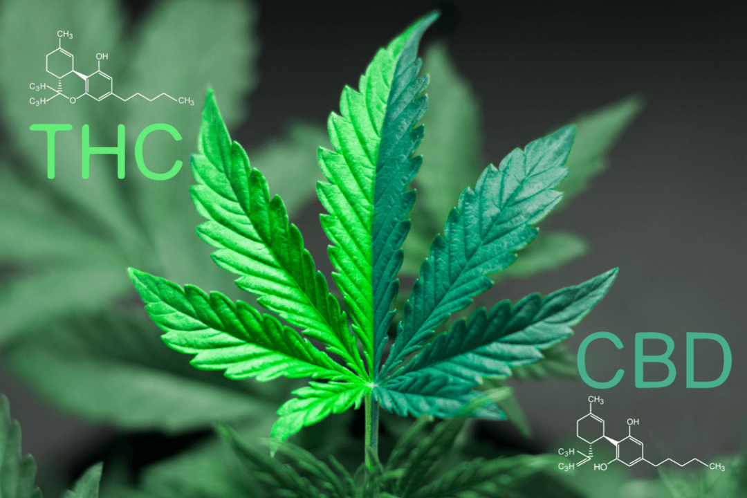 6 Reasons to Choose CBD Flower Over Marijuana | jeffreyshemp.com