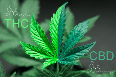 6 Reasons to Choose CBD Flower Over Marijuana