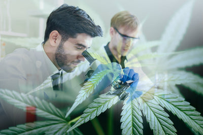 CBD Flower to Replace Tobacco? Hemp’s Role in Nicotine Replacement Therapy