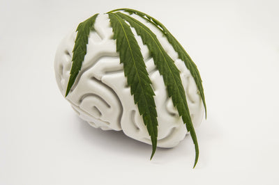 Head Change: How Do Hemp Cigarettes Interact With My Brain?