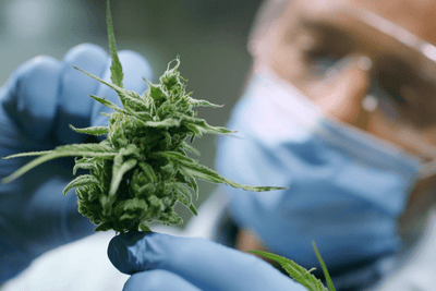 How Exactly Does Smoking CBD Flower Affect My Body?